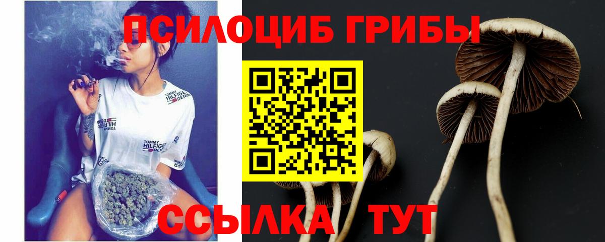 Псилоцибиновые грибы GOLDEN TEACHER Кудымкар